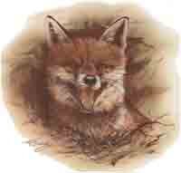 FOX HEAD SCENE