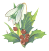 Holly berries, snowdrop flowers