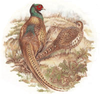 Pheasant