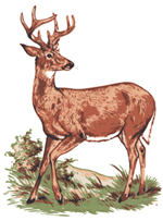 Deer - Wildlife