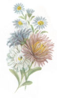 September - Flowers of the Month - Asters