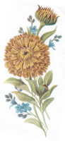 October - Flower of the Month - Calendulas