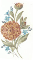 October - Flower of the Month - Calendulas