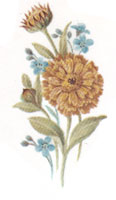 October - Flower of the Month - Calendulas