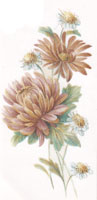 November - Flower of the Month - Chrysanthemums