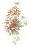 November - Flower of the Month - Chrysanthemums
