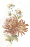 November - Flower of the Month - Chrysanthemums