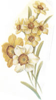 December - Flower of the Month - Jonquils