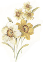 December - Flower of the Month - Jonquils