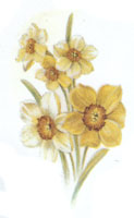 December - Flower of the Month - Jonquils