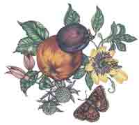 Apple, Plum, Butterfly, Yellow Flower