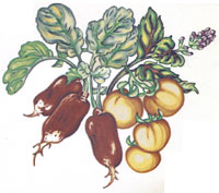 Radishes, Yellow Tomatoes