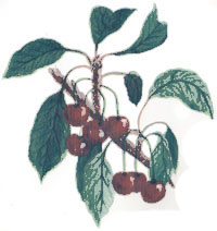 Abundance Cherries