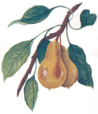 Abundance Pear