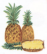 Fruit - Pineapple