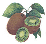 Fruit - Kiwis