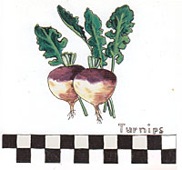Turnips - With Checked border