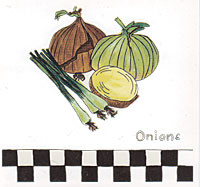 Onions - With Checked border