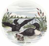 Common Loons