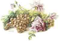 Pink Roses with Green Grapes