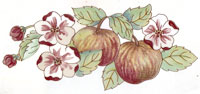 Fruit - Apples with Blossoms