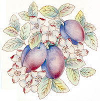 Fruit - Plums with Blossoms