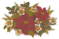 Christmas Poinsettia