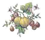 Fruit with Bloom Gooseberries and Rose Hip