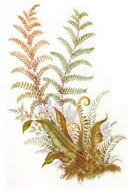 Fern - 20 PCS. PER SHEET