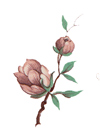 Cherry Blossoms - Pink Floral Buds