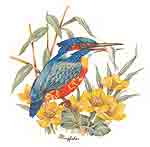 Kingfisher