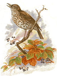 Bird Thrush