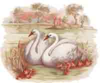 SWANS