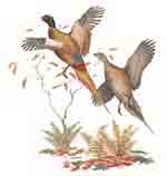 Game Birds - Pheasants