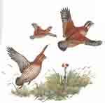 Game Birds - Quail