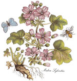 BOTANICALS - Malva Sylvestris, Butterfly, Bee