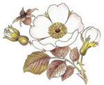 BOTANICALS - Rosa Canina