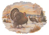 Turkey Winter Scene