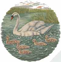 Swan with Cygnets