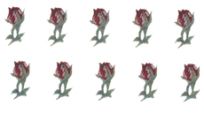 Rose But Bits