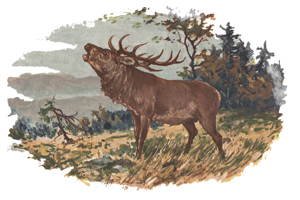 Elk Scene