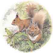 Red Squirrel