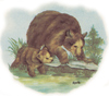 BEAR AND CUB