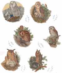 Owls - Eagle, Long-eared, Barn, Snowy, Tawny, Boreal