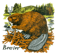 Beaver