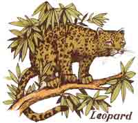 LEOPARD