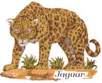 JAGUAR