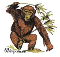 CHIMPANZEE