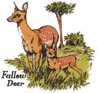 FALLOW DEER