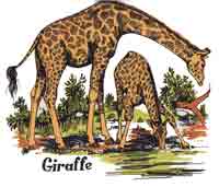 GIRAFFE